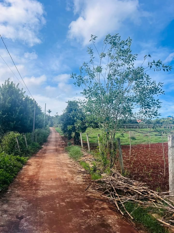 Lô đất Nam Ban Lâm Hà 516m² giá 1.25 tỷ - Khu dân cư an ninh tuyệt đẹp!