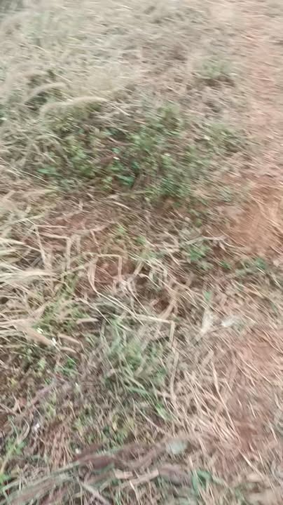 Đất nền đẹp tại xã Đê Ar, huyện Mang Yang 1,1ha chỉ 800 triệu - Đầu tư sinh lời ngay!