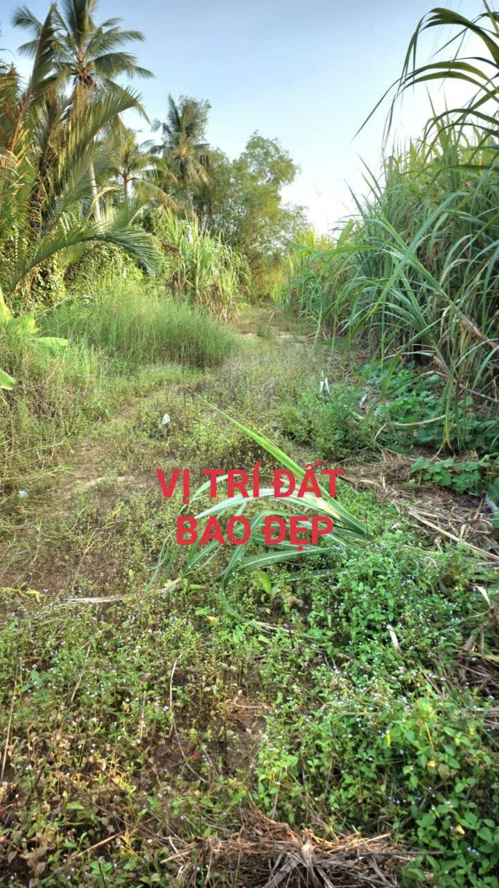 Đất nền Vĩnh Đằng, Châu Thành, 540m² giá 1.25 tỷ - Vị trí đẹp, tiện kinh doanh!