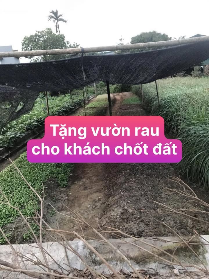 Lô đất 101m² tại xã Thanh Sơn, huyện Thanh Hà - Đường ô tô vào tận nơi!