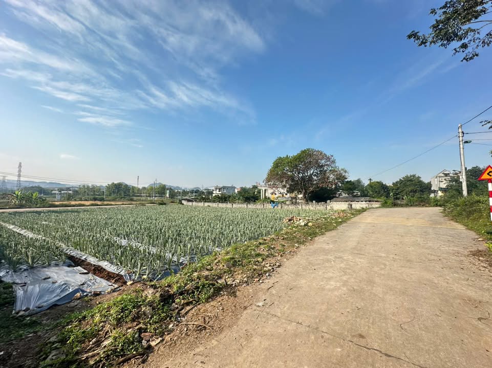 Đất nền Tây Sơn, Tam Điệp 110m² giá chỉ 999 triệu - Cơ hội đầu tư tuyệt vời!