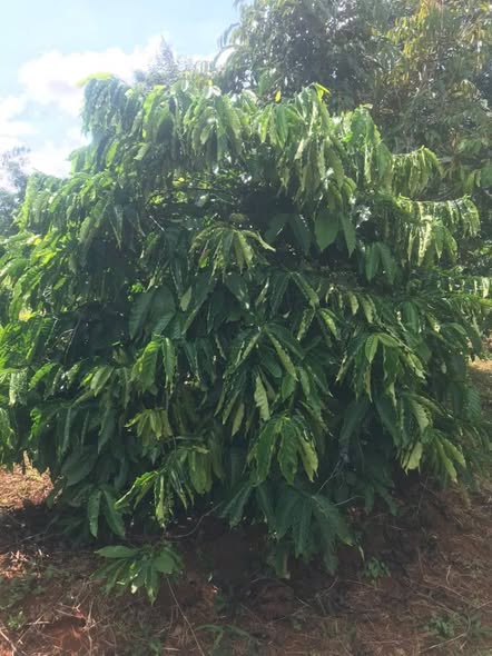 Đất nông nghiệp mặt tiền đường 29B, Phường Tân An, 994m² giá 1.39 tỷ - Cơ hội đầu tư tuyệt vời!