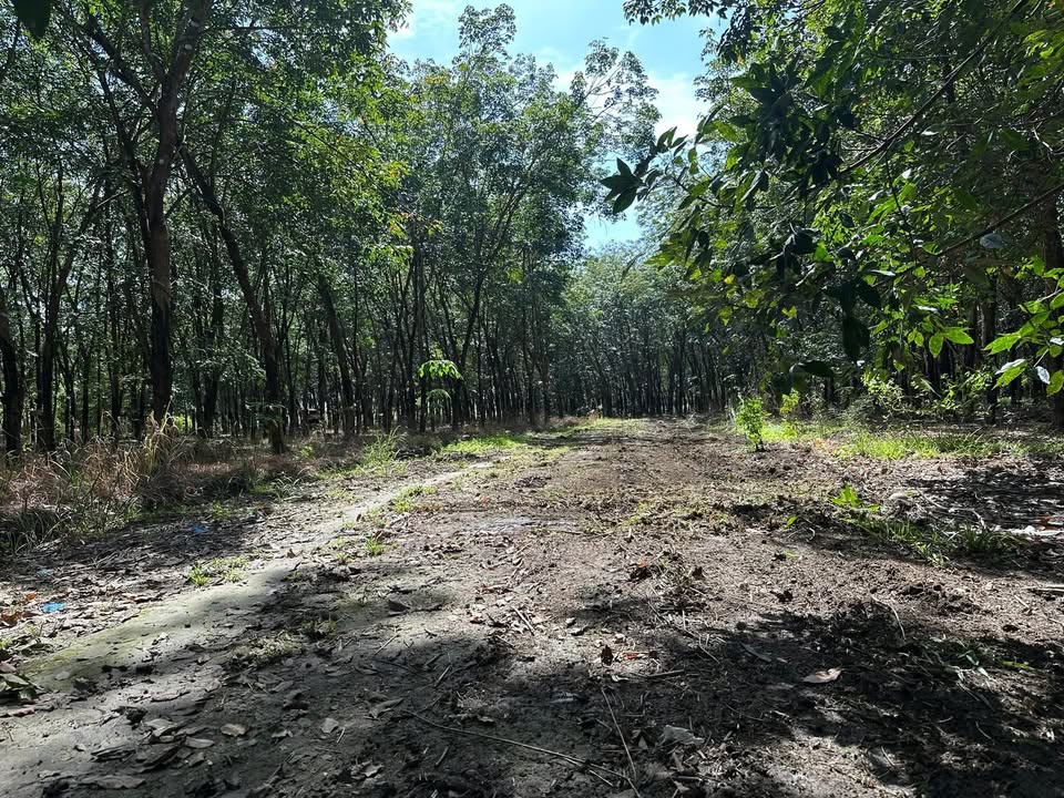 Đất nền Tân Tiến, Bù Đốp 16187m² chỉ 690 triệu - Cơ hội đầu tư tuyệt vời!