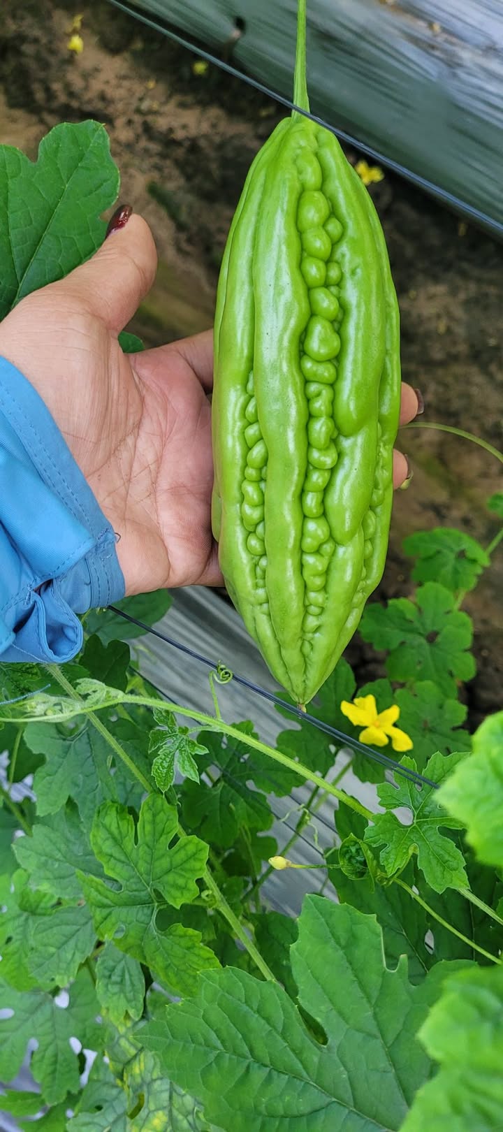 Đất nền Ninh Thạnh Tây Ninh 123.25m² giá 245 triệu - Đầu tư sinh lời ngay!