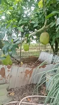 Nhà vườn 500m² tại Bình Mỹ Củ Chi - Giá thỏa thuận, sổ đỏ chính chủ!