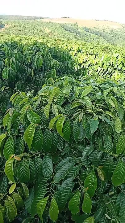 Đất nền Tuy Đức 3700m² giá 5.5 tỷ - Pháp lý rõ ràng, an toàn đầu tư!