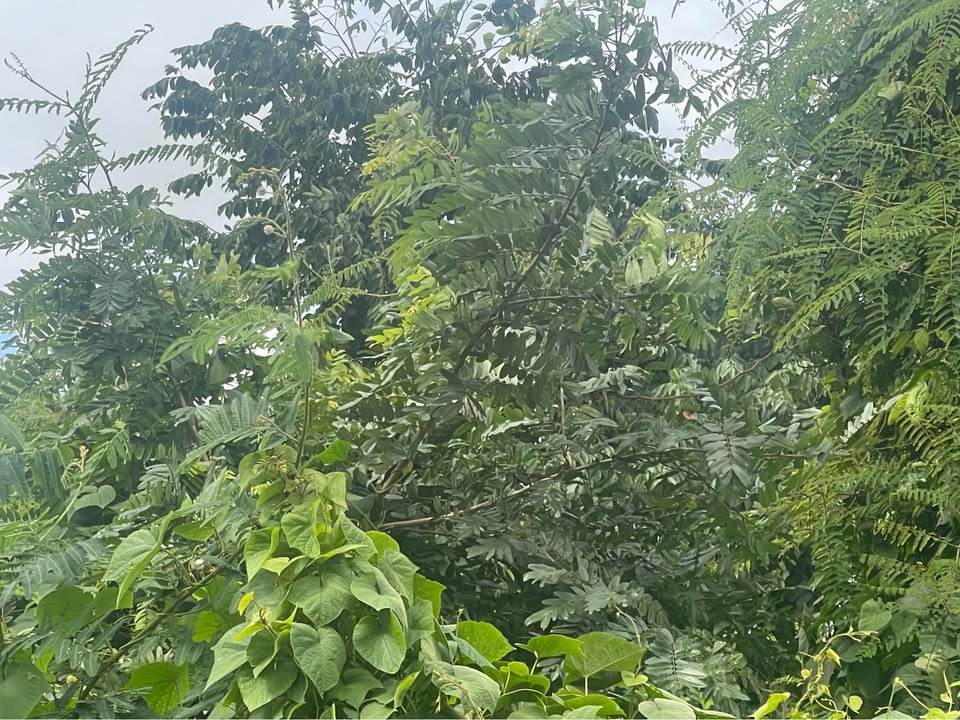 Đất nền Tân Lập Buôn Ma Thuột 350m² giá 1.5 tỷ - View cánh đồng tuyệt đẹp!