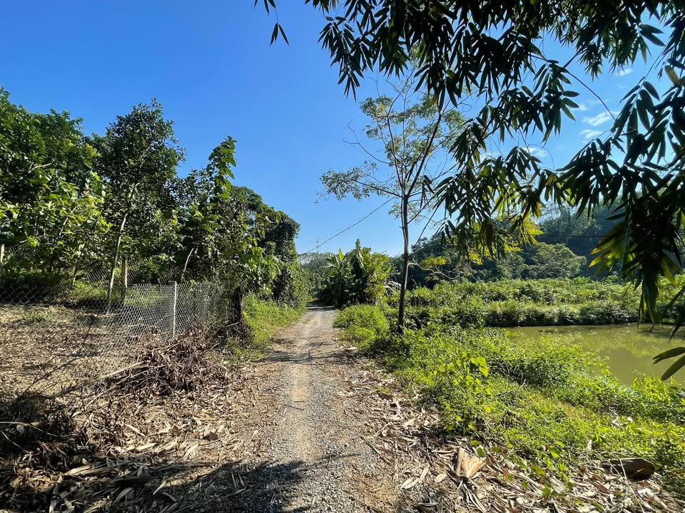 Đất nền Minh Tiến Đoan Hùng 2000m² giá 500 triệu - Cơ hội đầu tư hấp dẫn!