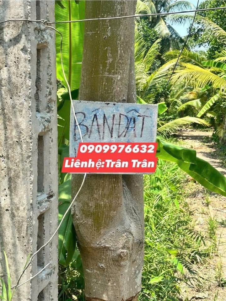 Đất cây lâu năm 300m² Ngãi Tứ, Vĩnh Long chỉ 200 triệu - Cơ hội đầu tư tuyệt vời!