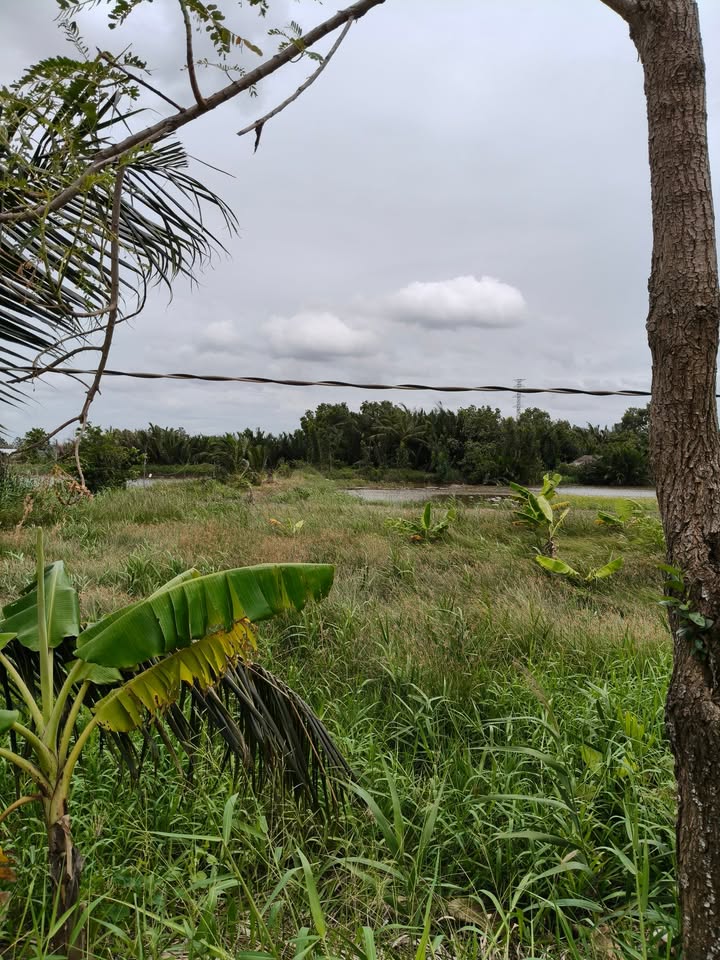 Đất nền 4000m² tại Ấp Thạnh Mỹ, Thạnh Phú, Bến Tre - Giá chỉ 1.4 tỷ!