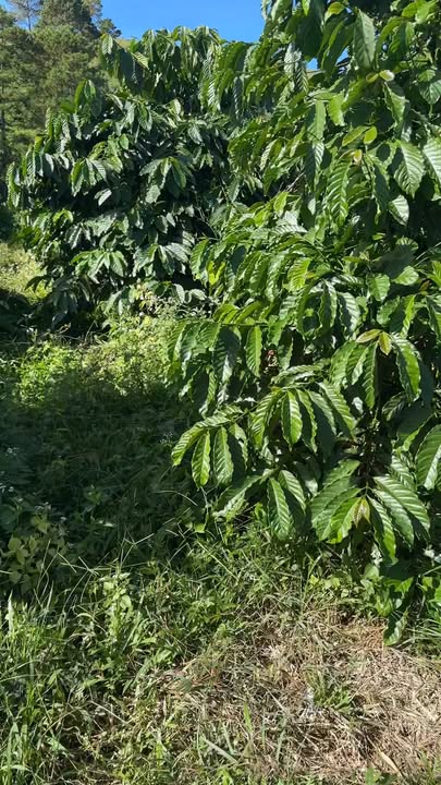 Đất nông nghiệp 2ha tại xã Bờ Y, Ngọc Hồi, giá 2.4 tỷ - Tiềm năng kinh doanh lớn!