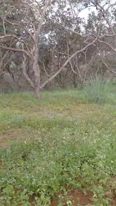 Đất nền xã Thọ Sơn, huyện Bù Đăng, 50.000m² giá 2.7 tỷ - Cơ hội đầu tư hấp dẫn!