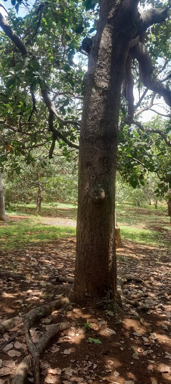 Đất nông nghiệp Minh Hưng Bù Đăng 7000m² giá chỉ 420 triệu - Cơ hội đầu tư tuyệt vời!