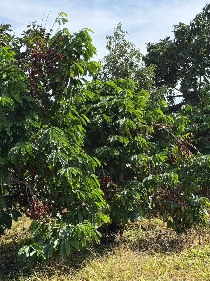 Đất vườn Lộc Thành Bảo Lâm 7200m² giá 1.2 tỷ - Đầu tư sinh lời ngay!