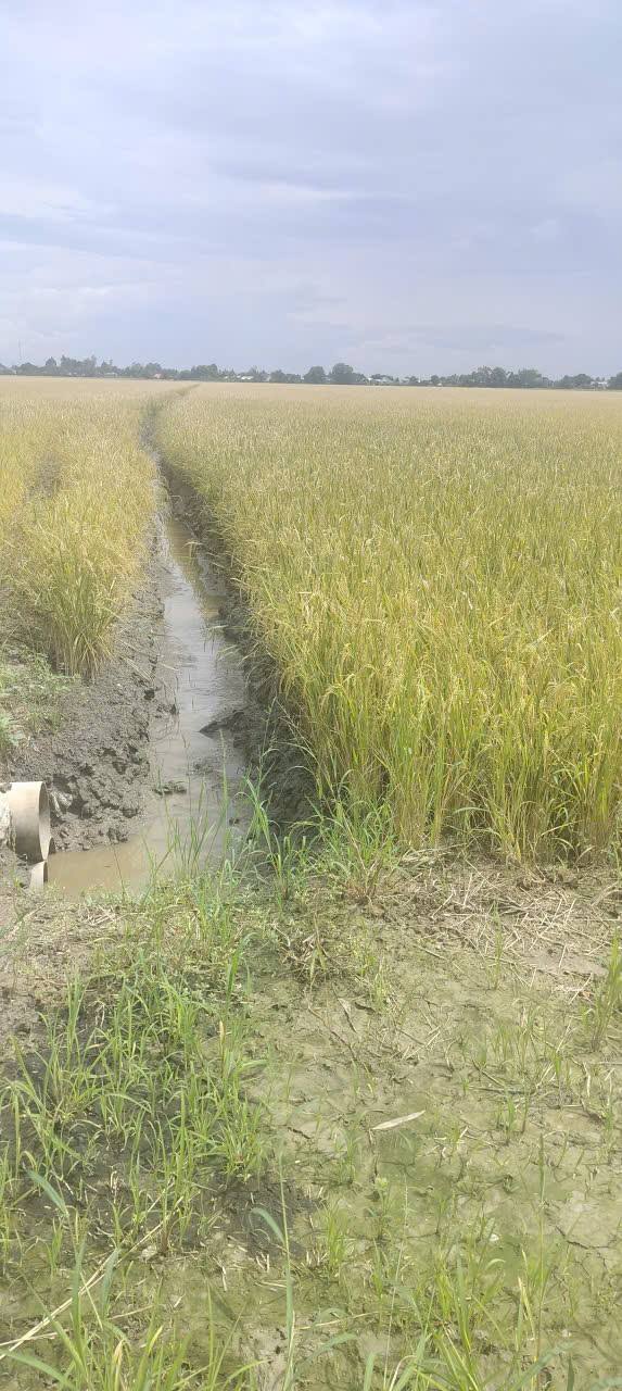 Bán đất nông nghiệp 45 công tại xã Vọng Đông, An Giang - Cơ hội đầu tư sinh lời!