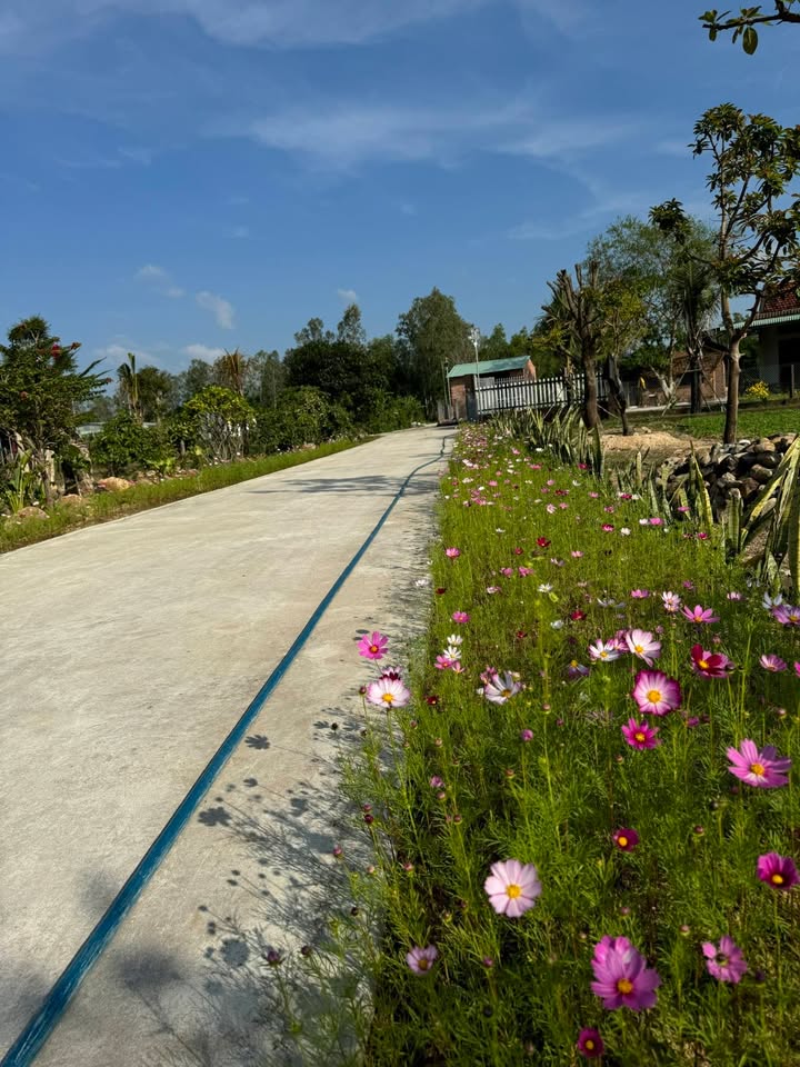 Đất ở nông thôn 1200m² tại Bình Thành, Tây Sơn - Giá chỉ 1 tỷ, cách thị trấn Phú Phong 2km!