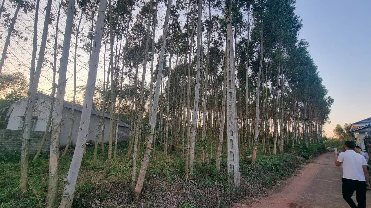 Đất chính chủ Tam Dị Lục Nam 1150m² giá 1.3 tỷ - Cơ hội đầu tư hấp dẫn!