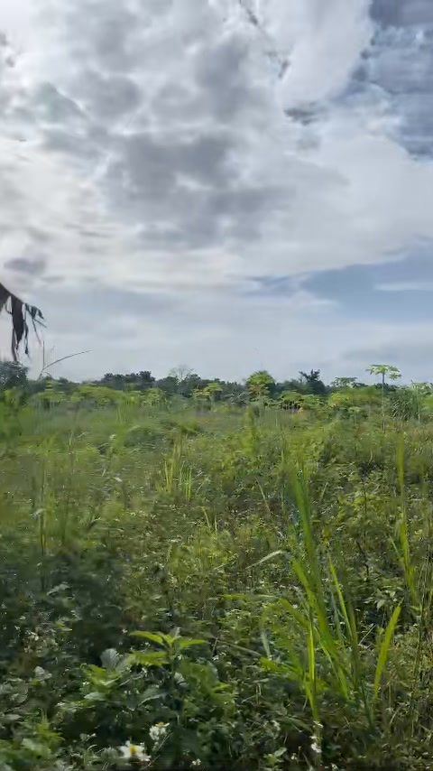 Nhà vườn Bàu Trâm Long Khánh 10,000m² giá 920 triệu - Cơ hội đầu tư tuyệt vời!