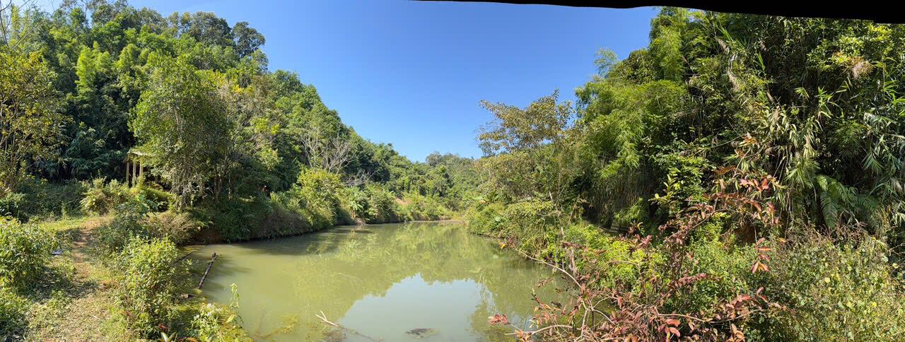 Đất Farm Cẩm Giàng 1,3ha giá 500 triệu - Sổ đỏ chính chủ