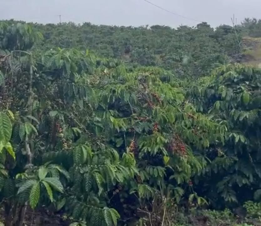 Đất nền Liên Hà, Lâm Hà 5.000m² giá 1,93 tỷ - Sổ đỏ chính chủ, bớt lộc