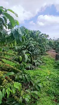 Đất thổ cư 380m² tại Tân Hà, Lâm Hà giá chỉ 3.4 tỷ - Đầu tư sinh lời ngay!