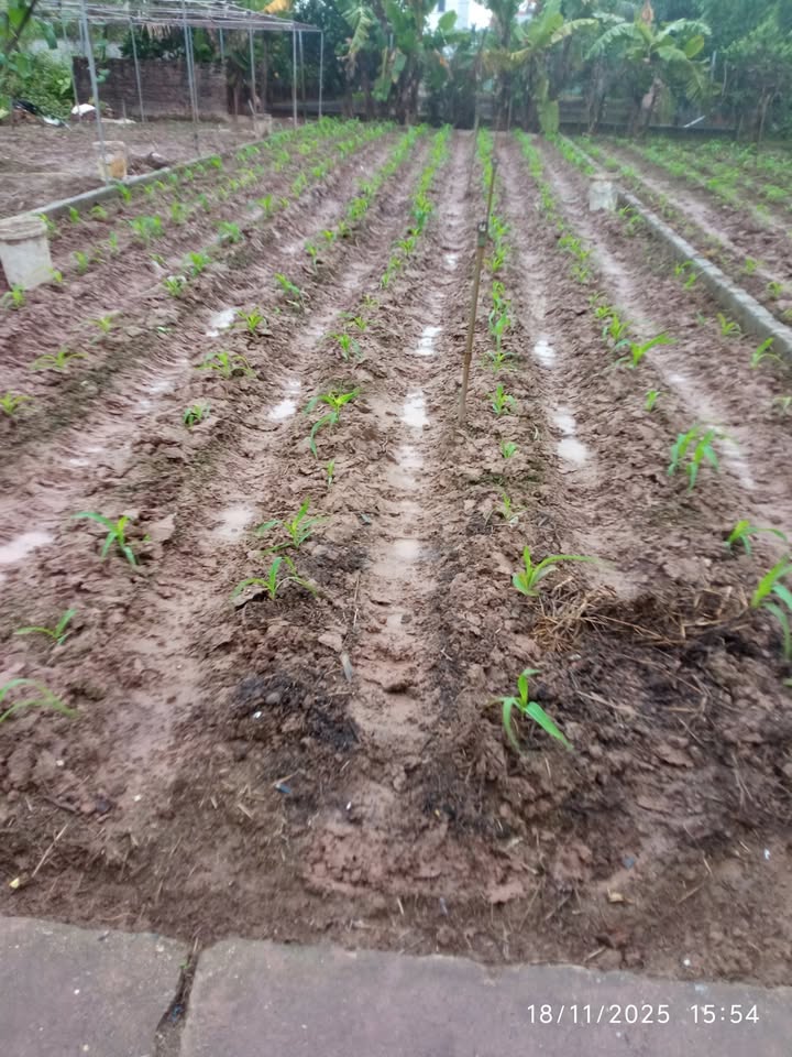 Đất Kỳ Dương Thường Tín 93m² giá chỉ 4 triệu - Chính chủ cần bán gấp!