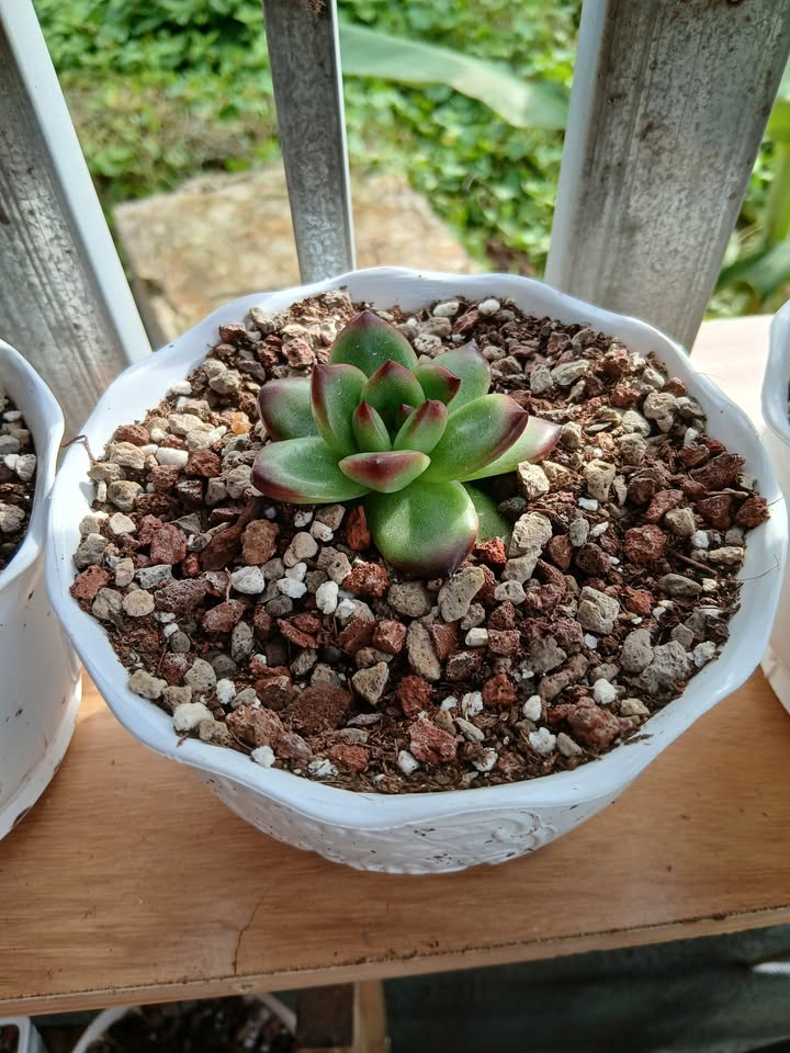 Đất thổ cư thôn Tri Thủy, Ninh Hải 165m² giá 800 triệu - Cơ hội đầu tư hấp dẫn!