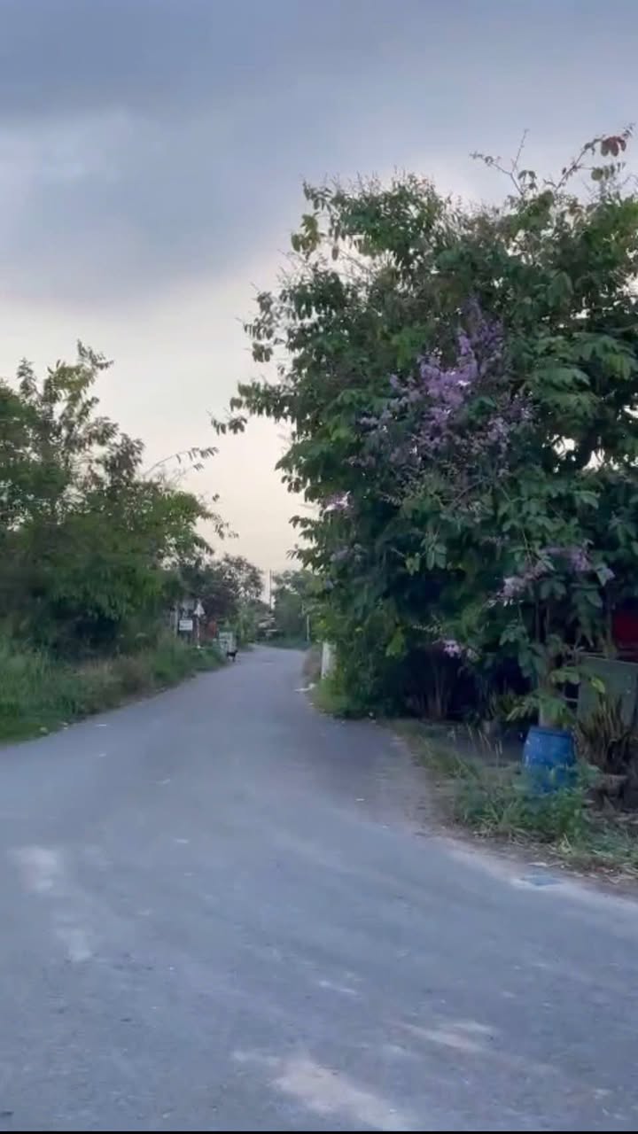 Đất nền đường Hồ Thị Bưng, Tân Thạnh Tây, Củ Chi 115m² giá 2.3 tỷ - Sổ hồng riêng, xây dựng tự do!