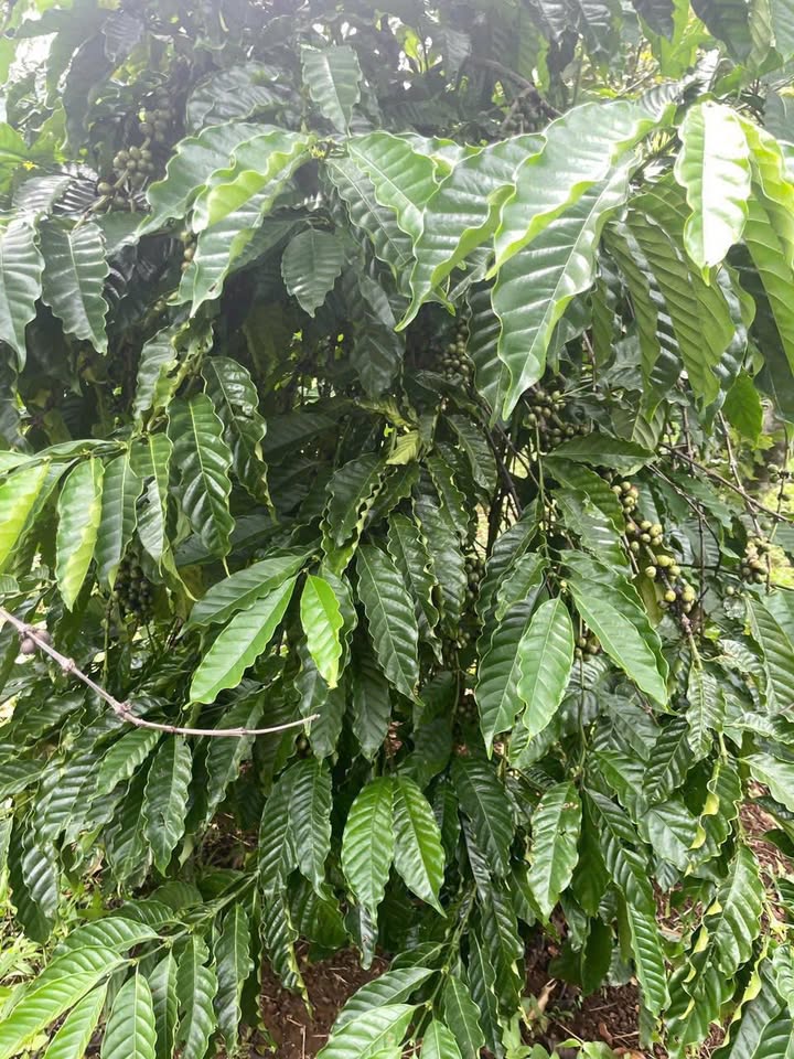 Lô đất Farm 2ha4 tại Ea Ral, Ea H'leo chỉ 2.5 tỷ - Đầu tư sinh lời ngay!