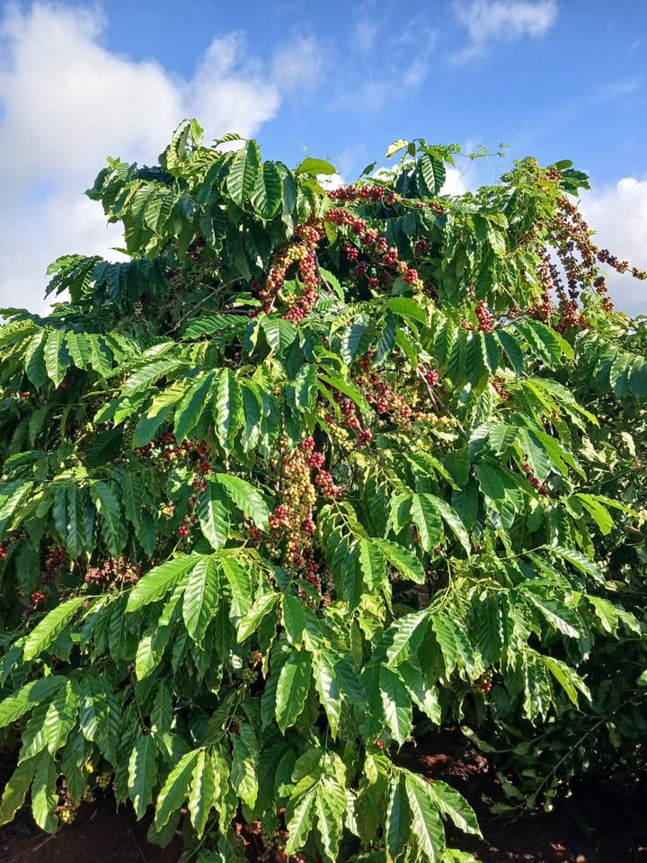 Lô đất Farm 1ha3 tại xã Ea Tir, huyện Ea H'Leo giá 1.65 tỷ - Đầu tư sinh lời hấp dẫn!