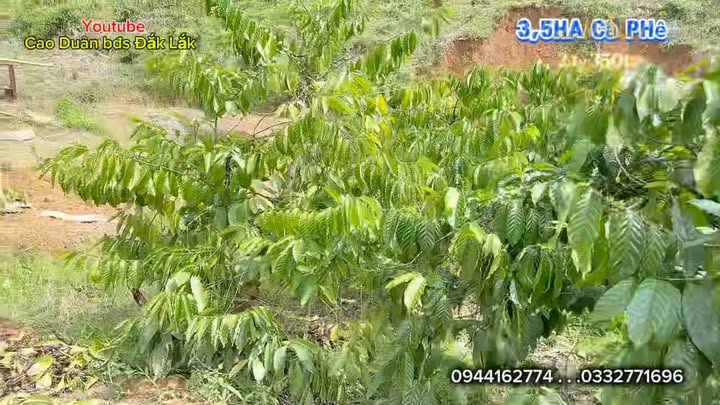 Farm đẹp 3,5ha tại xã Nam Ka, Đắk Lắk - Giá chỉ 2.35 tỷ