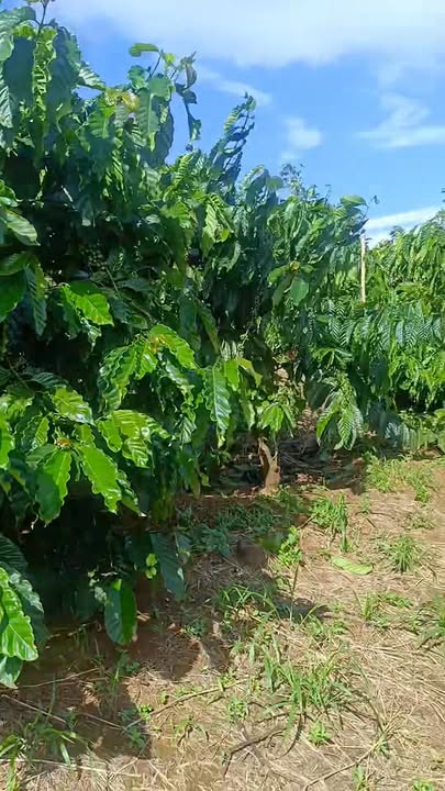 Đất nền 1ha tại thôn 5 Trường Xuân chỉ 1,65 tỷ - Đầu tư sinh lời cao!