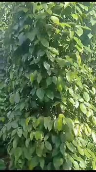 Đất nông nghiệp Đức Minh 4068m² giá 2.65 tỷ - Cơ hội đầu tư sinh lời!