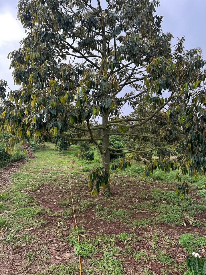 Farm 1.800m² xã Ea Đar, huyện Ea Kar giá 1.25 tỷ - Đầu tư sinh lời ngay!