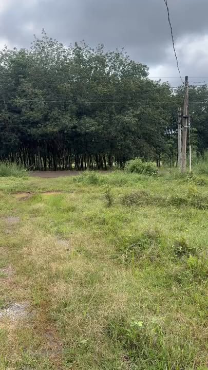 Đất nông nghiệp 12.767m² tại Bình Tân, Phú Riềng - Giá thỏa thuận hấp dẫn!