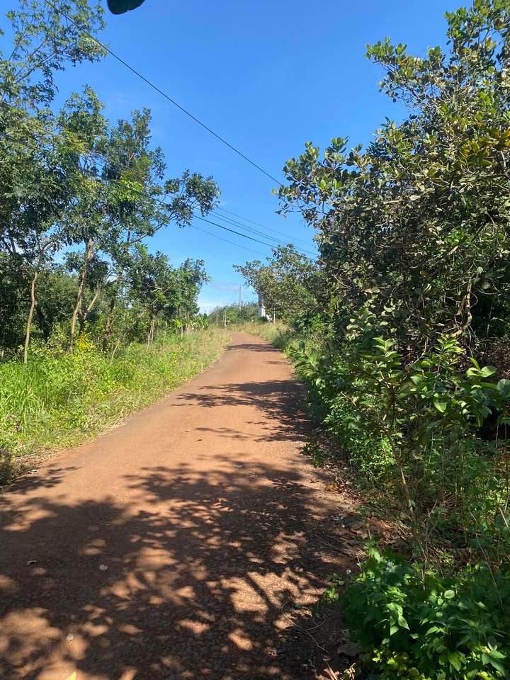 Đất vườn 3ha7 Phú Nghĩa, Bù Gia Mập giá 8 tỷ - Đầu tư sinh lời hấp dẫn!