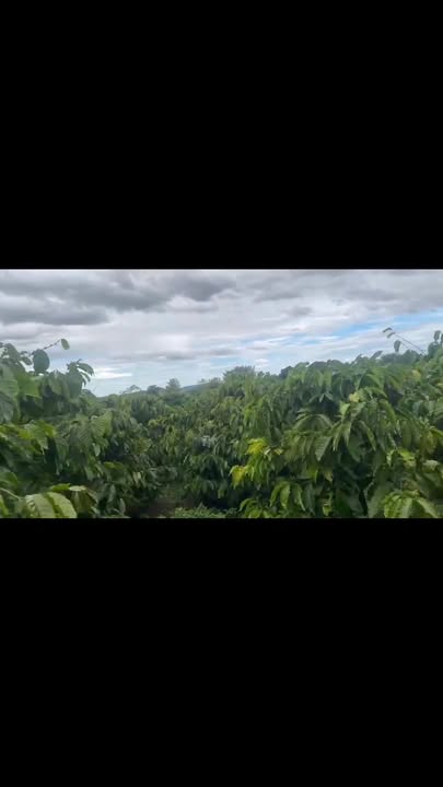 Farm 57.000m² tại xã Ia Tô, Gia Lai - Tiềm năng kinh doanh vượt trội!