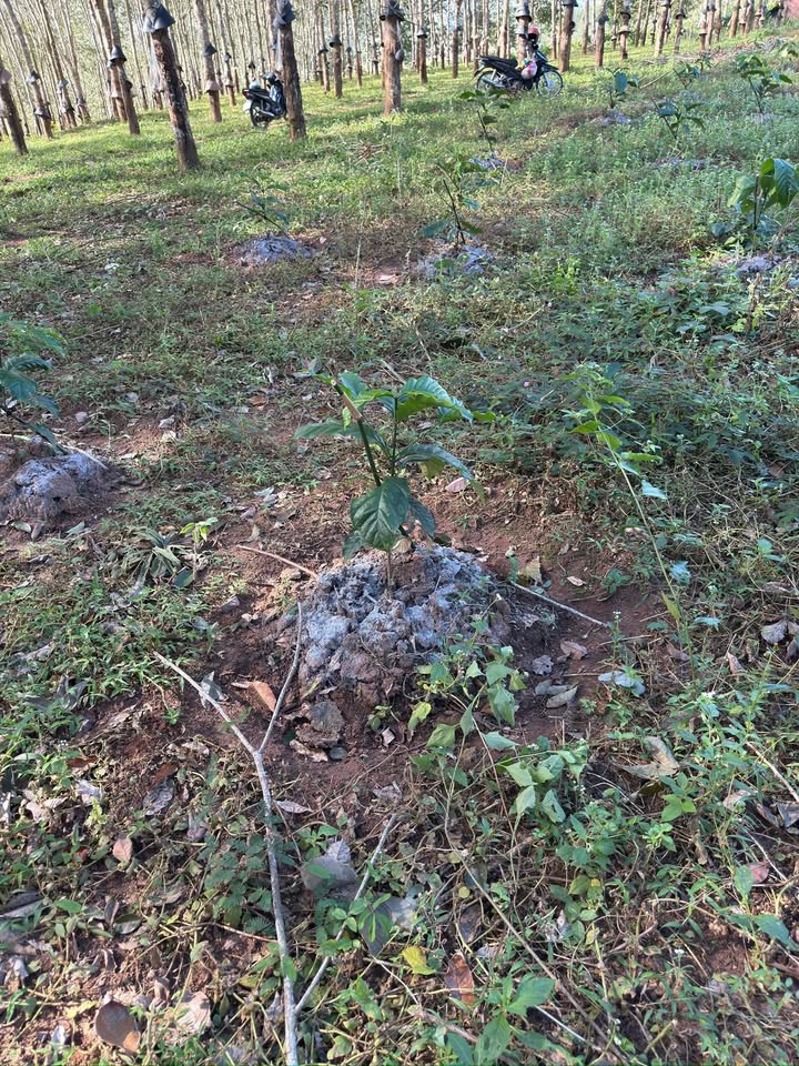 Farm 1,3 hecta tại Pô Kô, Đắk Tô, Kon Tum - Đầu tư hiệu quả chỉ 1,8 tỷ!