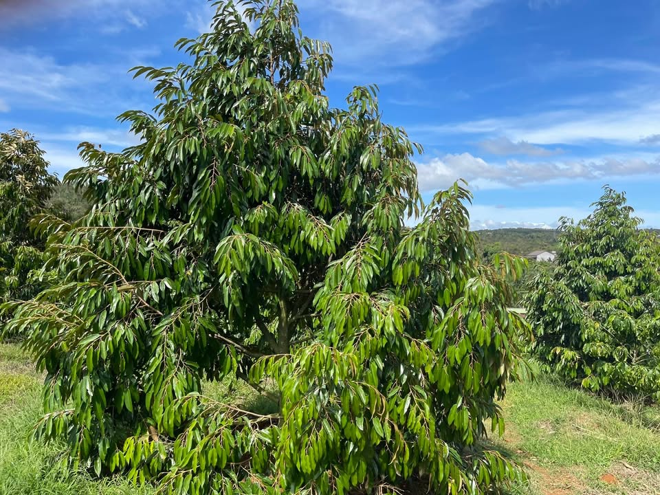 Đất nền 18.000m² tại xã Quảng Tín, Đắk Nông - Giá chỉ 1.2 tỷ VND!