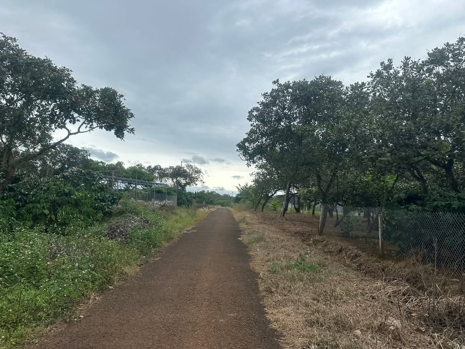 Đất vườn điều 2ha tại Minh Hưng - Giá siêu hấp dẫn!