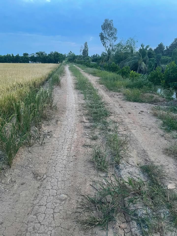 Đất vườn 6000m² xã Phú Cường, Đồng Tháp giá 1,2 tỷ - Cơ hội đầu tư hấp dẫn!