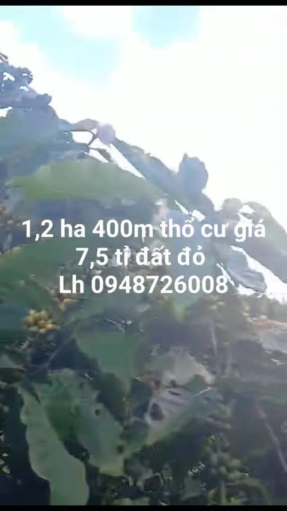 Đất nông nghiệp Hòa Bắc Đà Nẵng 1,2 ha giá 7,5 tỷ - Cơ hội đầu tư tuyệt vời!