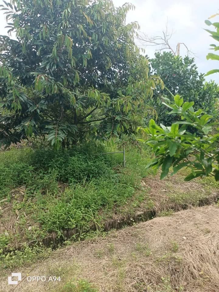 Đất Farm 3 Công 5 sầu riêng Láng Biển 35.000m² giá 2 tỷ - Cơ hội đầu tư sinh lời!