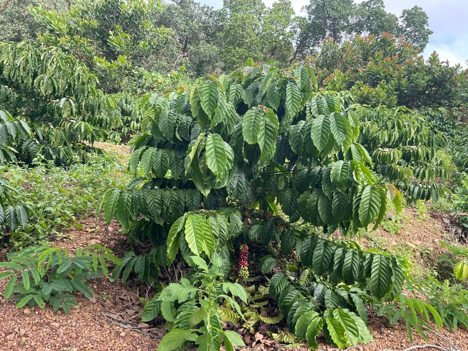 Đất rẫy 2.5ha tại xã Tâm Thắng, Cư Jút - Giá 1.775 tỷ, sổ hồng chính chủ!