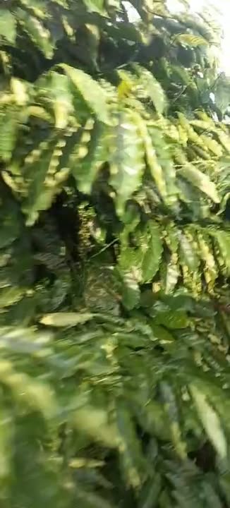 Đất nền Ea M'Droh 9500m² giá 2.5 tỷ - Cơ hội đầu tư hấp dẫn!