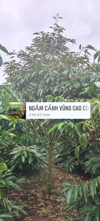 Đất nền thôn Hiệp Đoàn, xã Quảng Hiệp 20.000m² giá 600 triệu - Cơ hội đầu tư hấp dẫn!