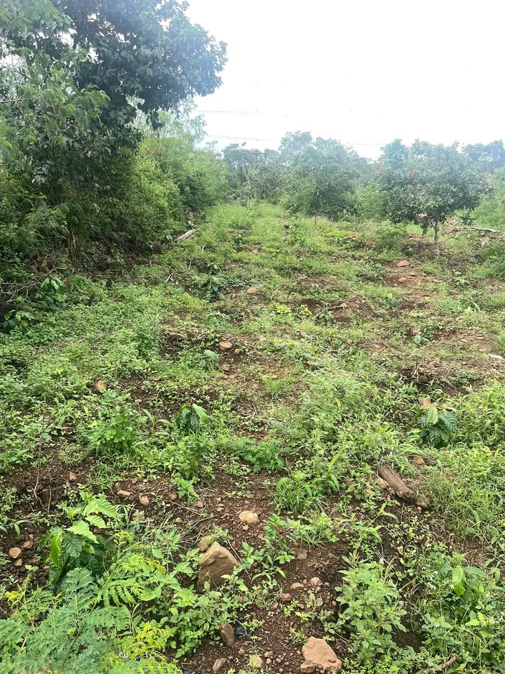 Đất rẫy xã Quảng Hiệp, Cư M'gar 6 sào 7 giá chỉ 570 triệu - Đầu tư sinh lời hấp dẫn!