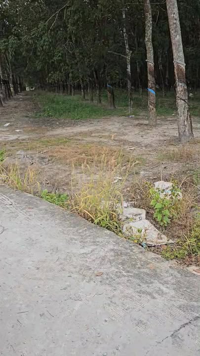 Đất nền Chơn Thành 10.000m² giá 2.1 tỷ - Cơ hội đầu tư tuyệt vời!