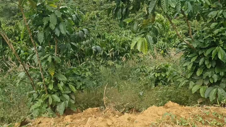 Đất nền Lộc Bảo, Bảo Lâm 20.000m² giá 1.2 tỷ - Sổ đỏ chính chủ