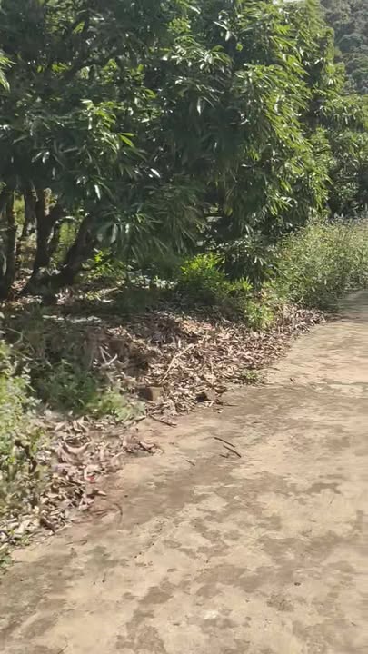 Đất vườn Đồng Cốc Lục Ngạn 4000m² giá 1.4 tỷ - Đầu tư sinh lời ngay!